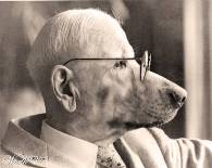 old-dog
